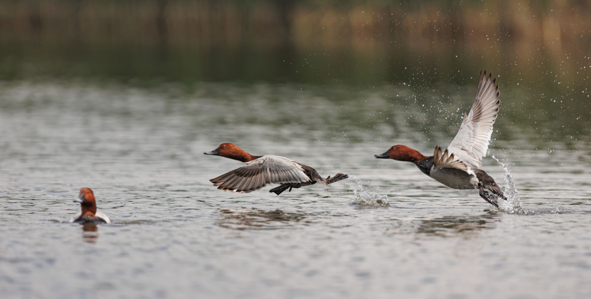 Gyenti-Kálvin Kinga