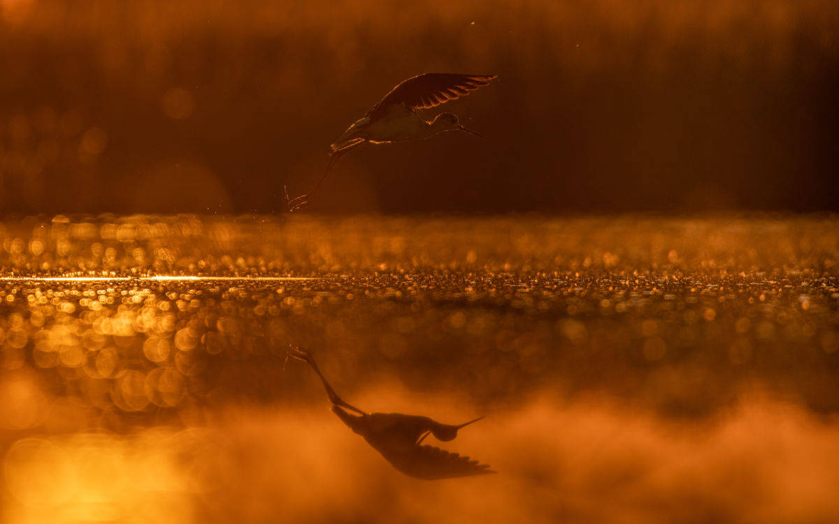 Szakolczai Krisztina