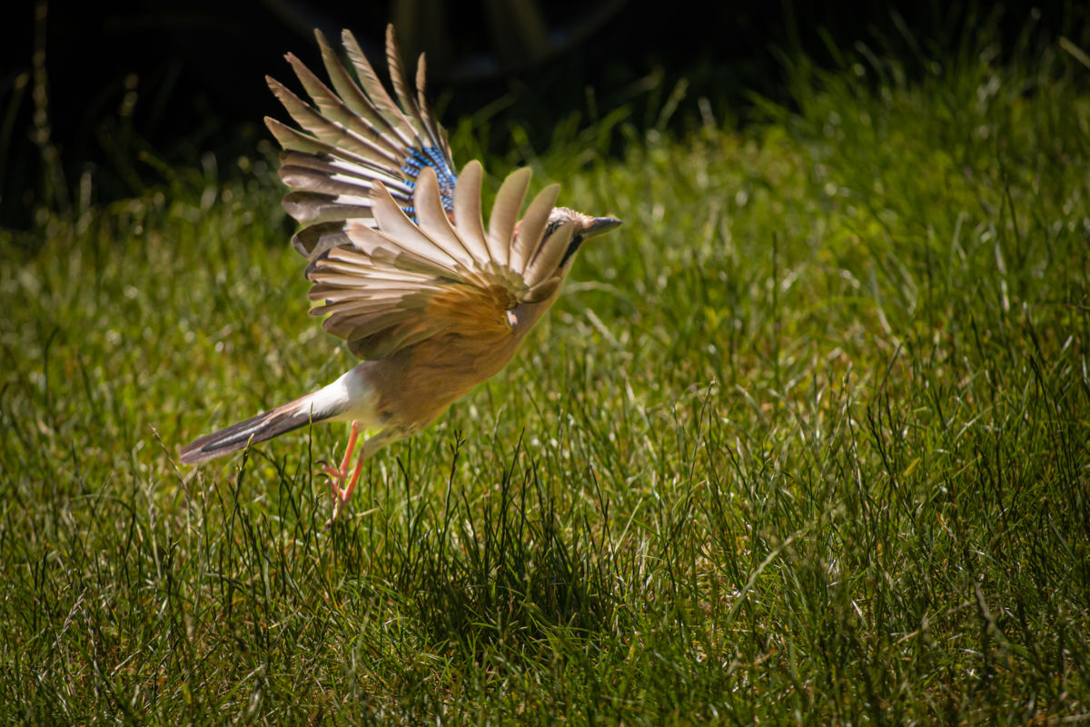 Germán Szilveszter Tibor