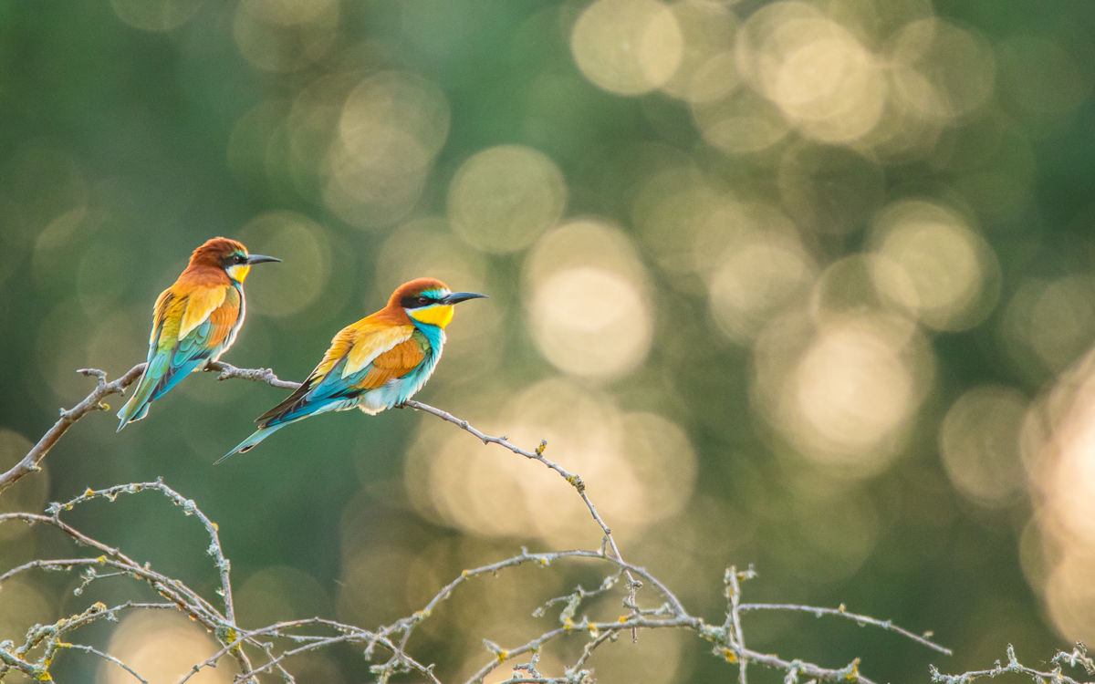 Koncz-Bisztricz Tamás