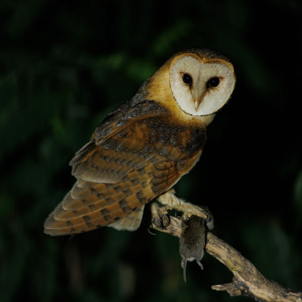 A halál karmai között