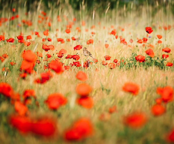 Piros pipacsok piciny patrónája