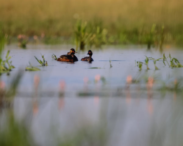 Feketenyakú vöcsök család