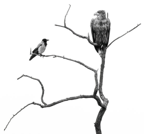 Idegesítő szomszéd