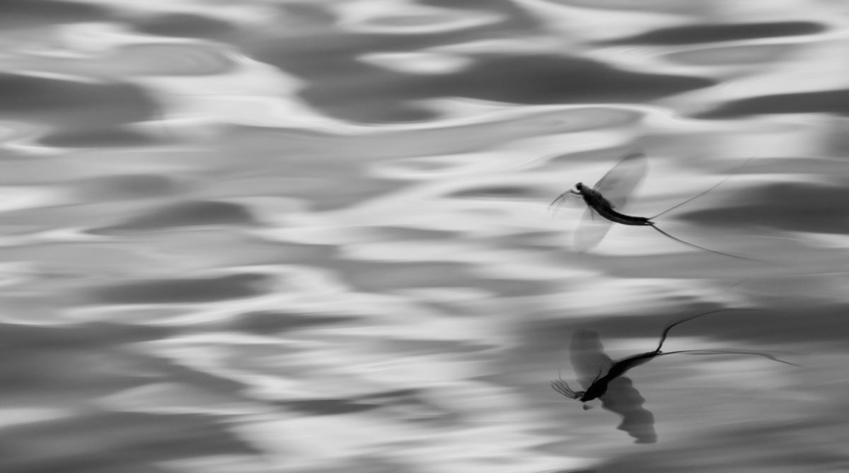 Szakolczai Krisztina