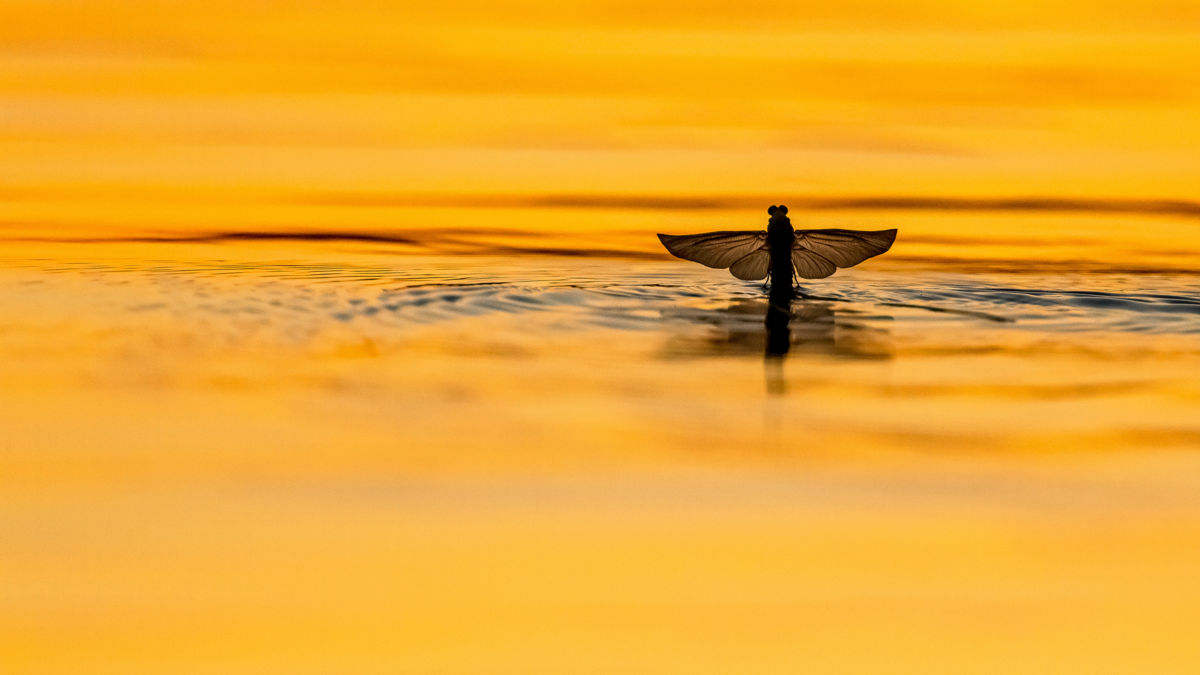 Koncz-Bisztricz Tamás