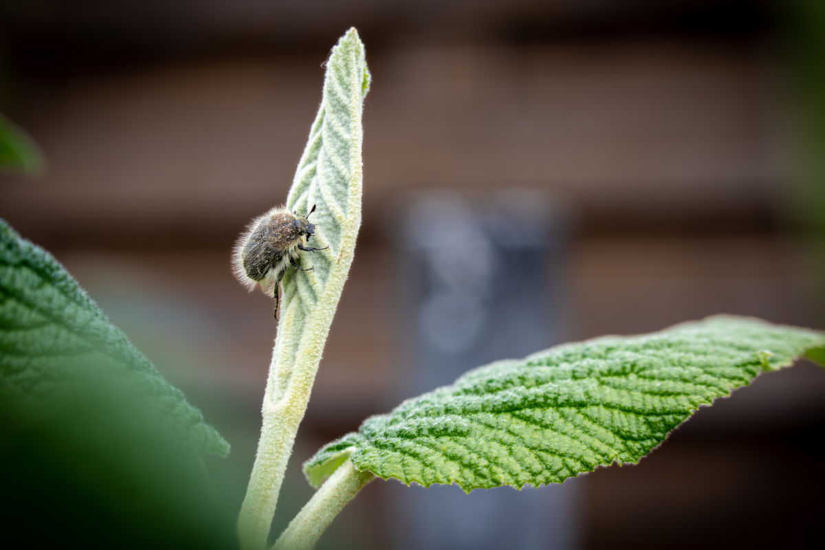 Germán Szilveszter Tibor