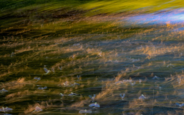 Absztrakt Tiszavirágzás