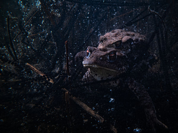 Varangyok bölcsője