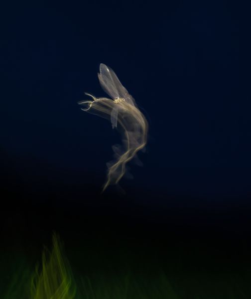 Hangyaleső akcióban