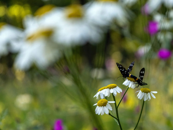 Virágok közt veled lenni ...