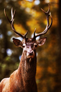 Csodaszarvas Csodaszarvas