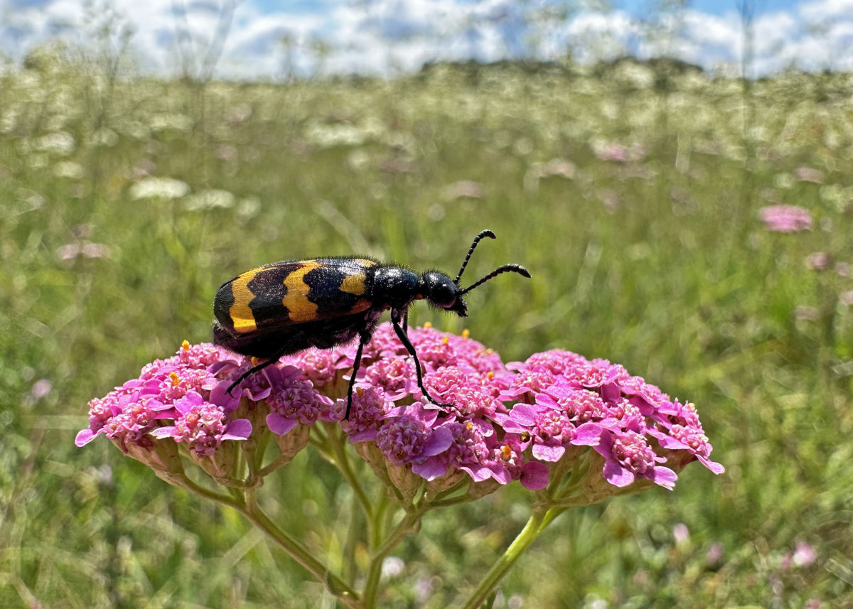 Utasi Gabriella