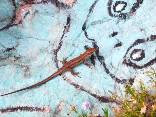 Találkozás a kőbékával.