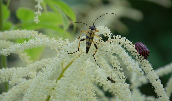Te már jóllaktál?