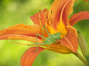 Jól kijövök, ha bemegyek