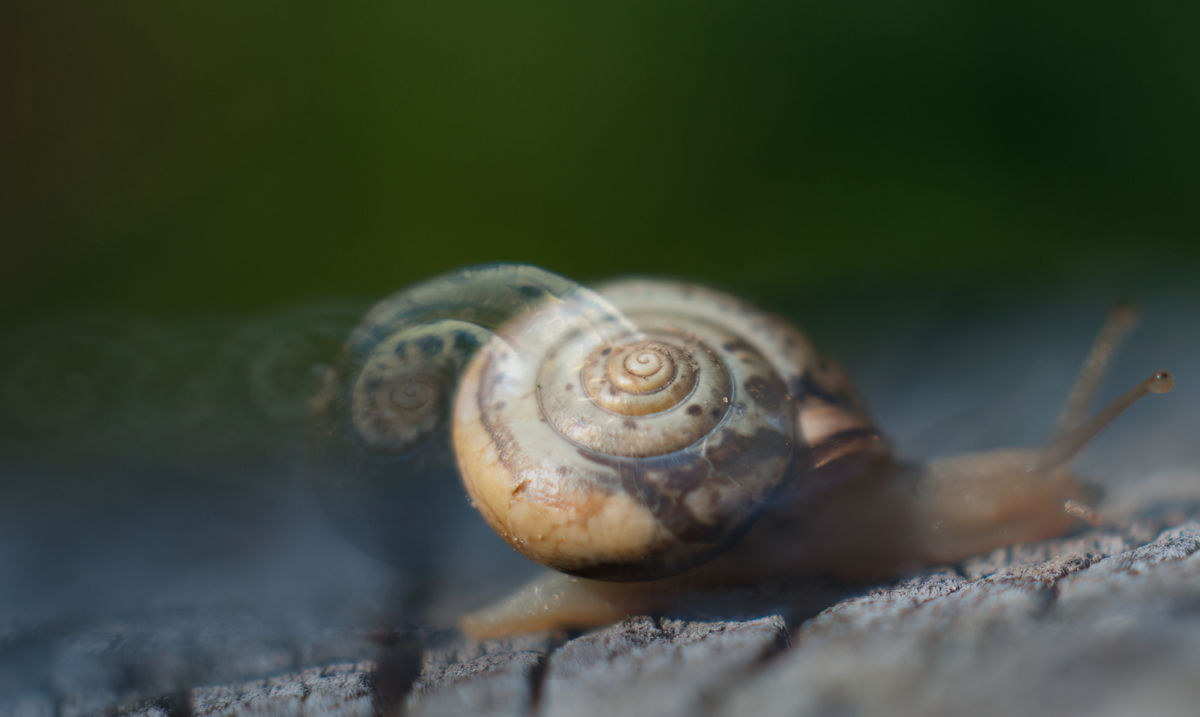 Gárdonyi Annamária