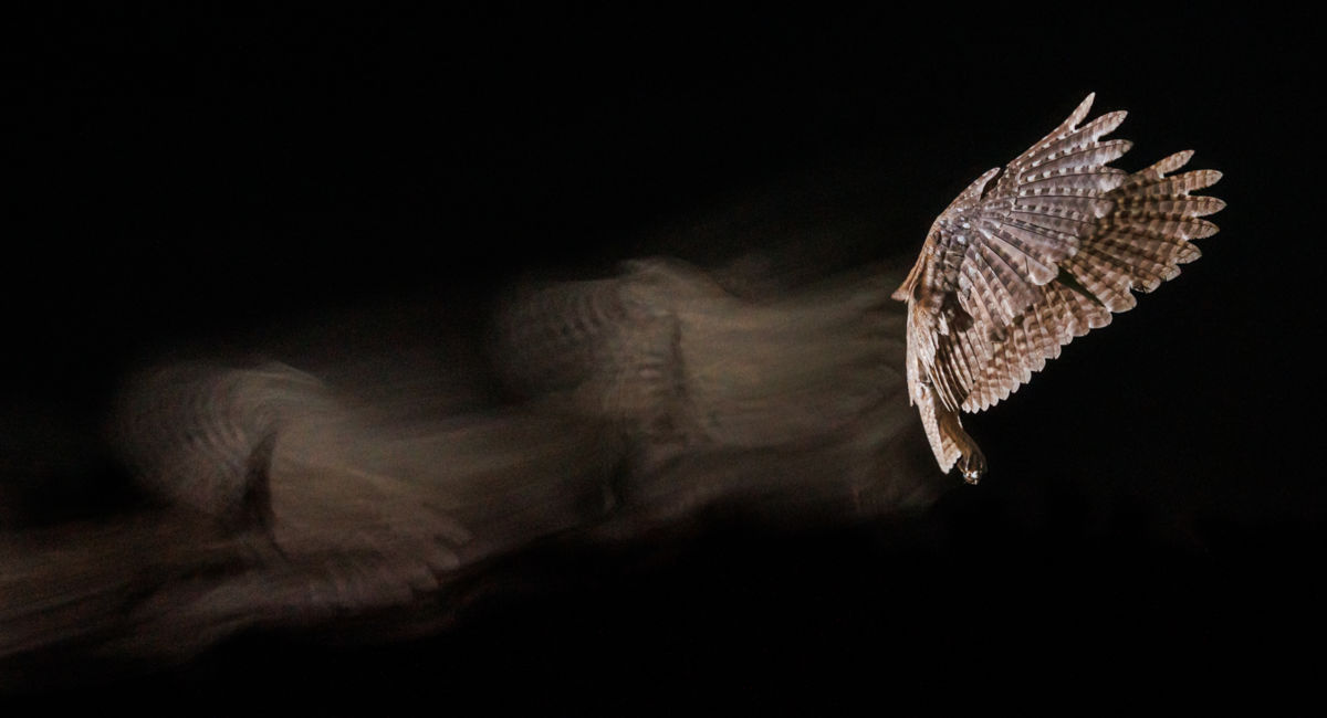 Gyenti-Kálvin Kinga