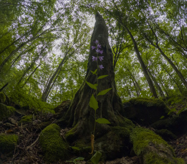 Az erős, és a gyenge