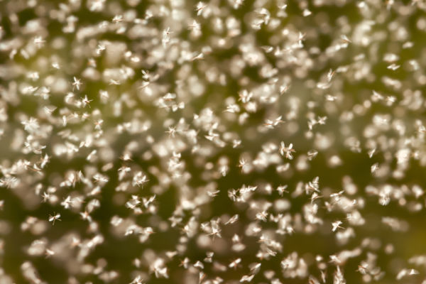 A fény bűvöletében