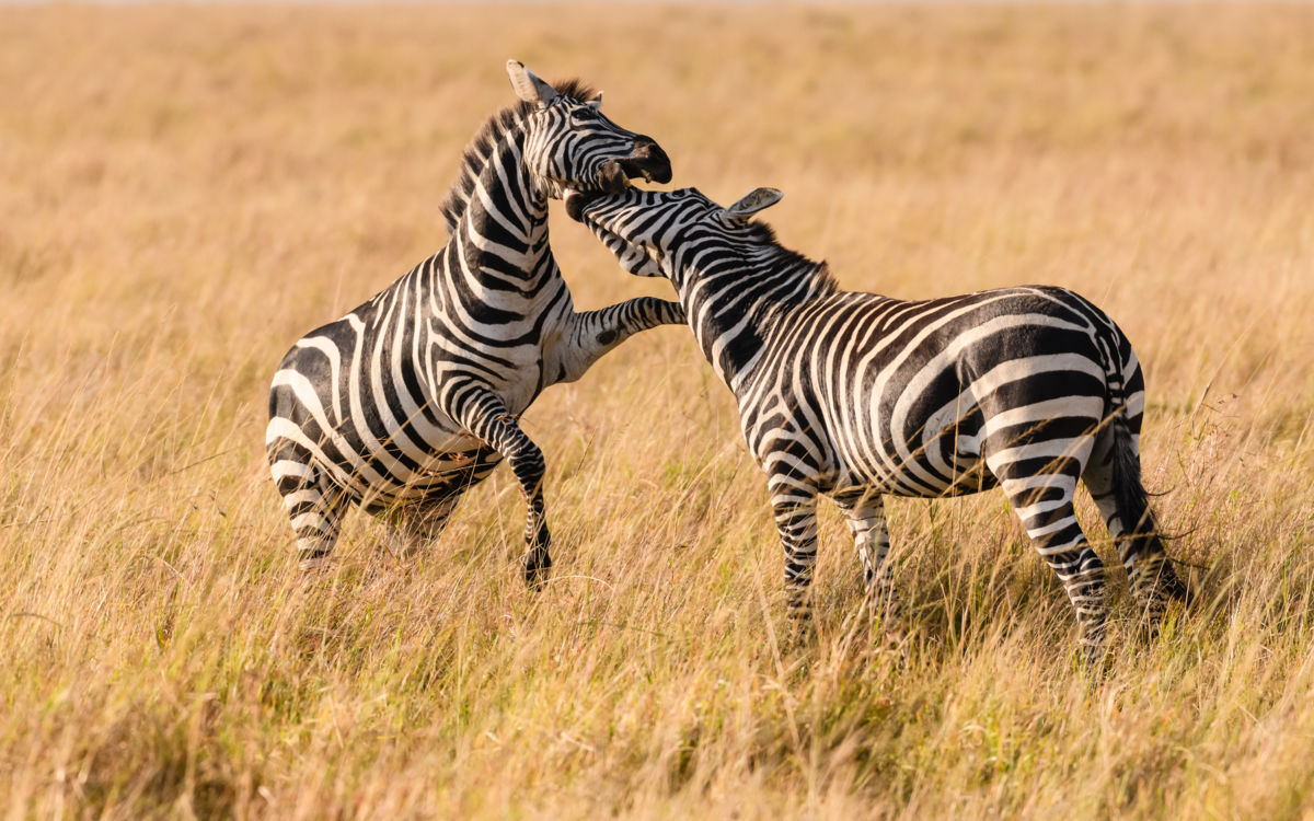Szakolczai Krisztina