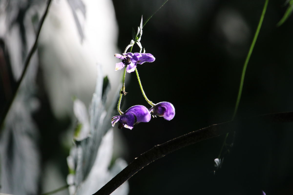 Seres Ádám Zoltán