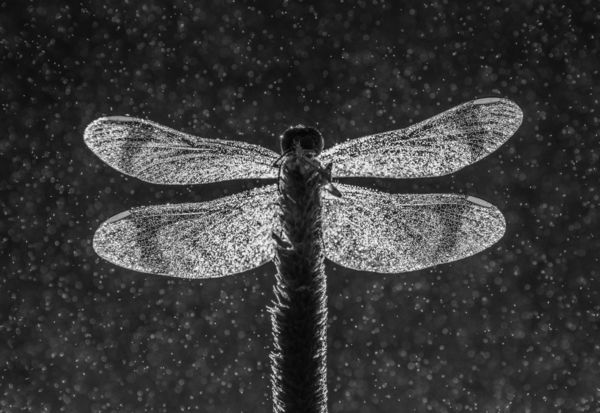 Szalagos katona-szitakötő