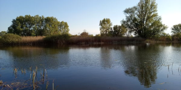 tópart, vadkacsával