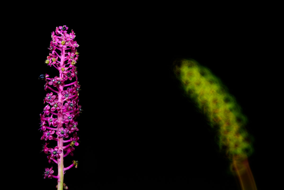 Benke Péter Valentin