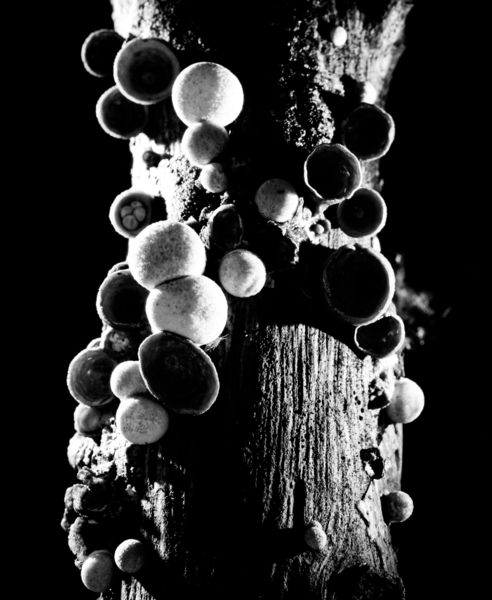 Fafoglalós táblajáték