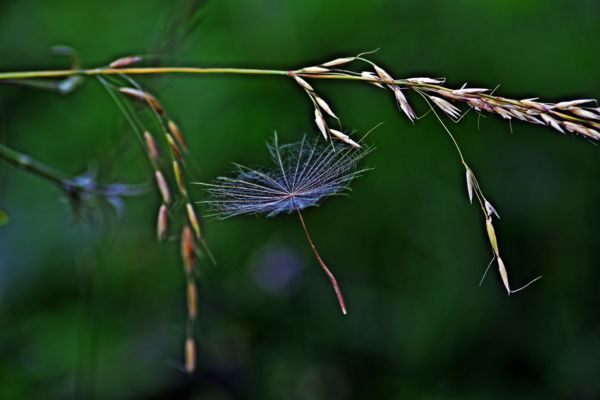 Bóbita, bóbita táncol