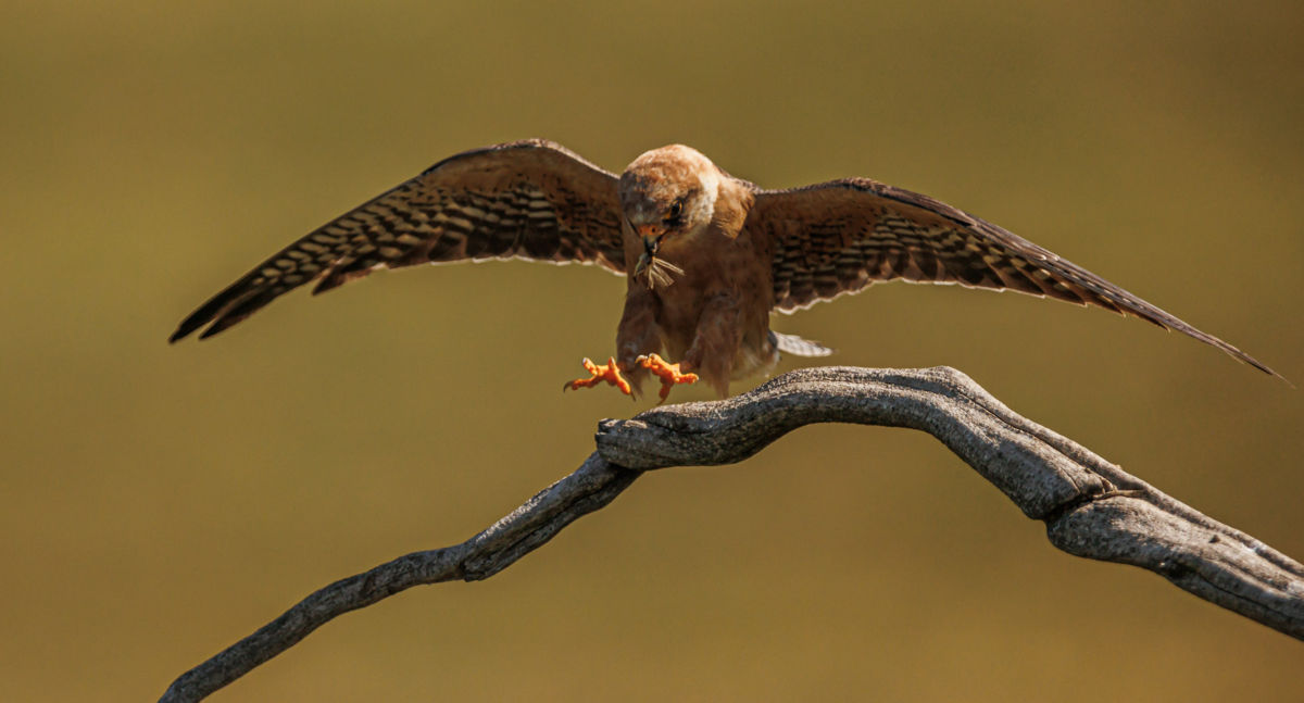 Gyenti-Kálvin Kinga