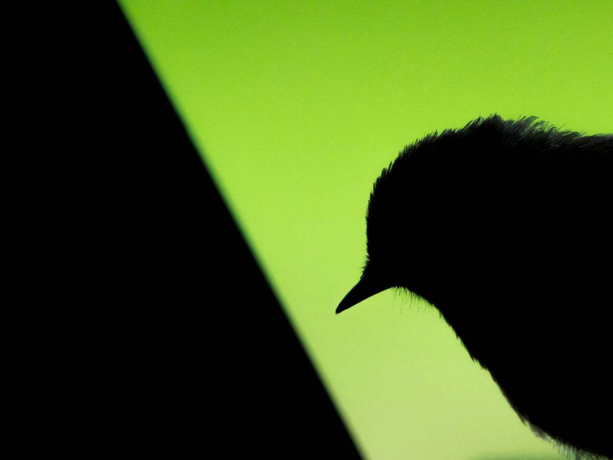 Koncz-Bisztricz Tamás