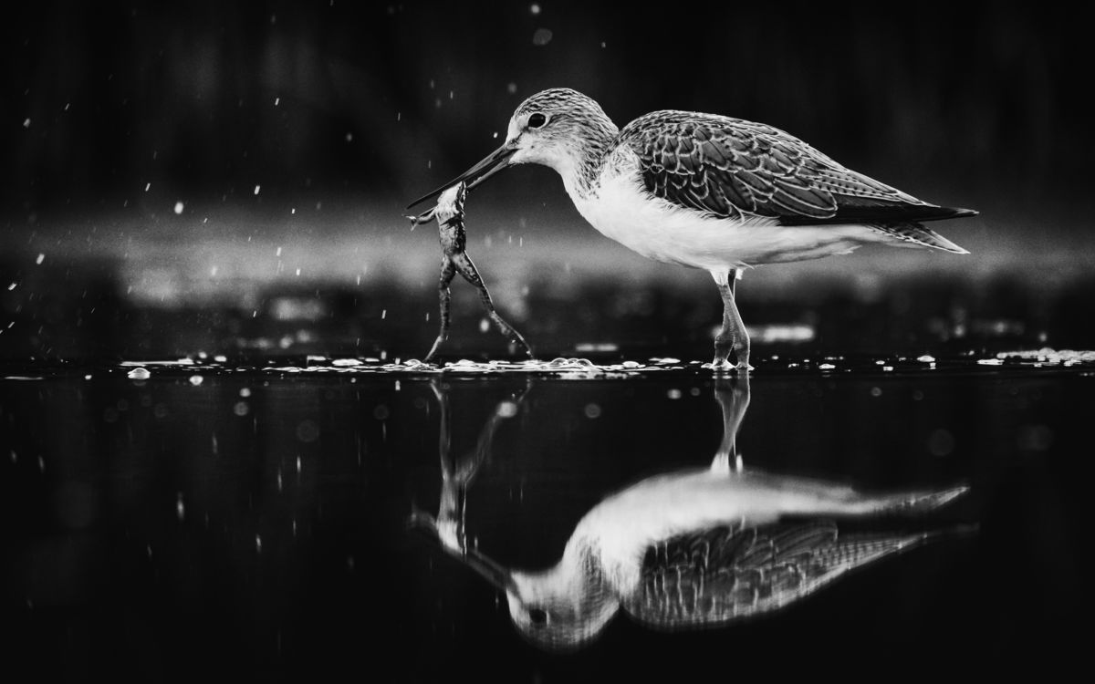 Szakolczai Krisztina