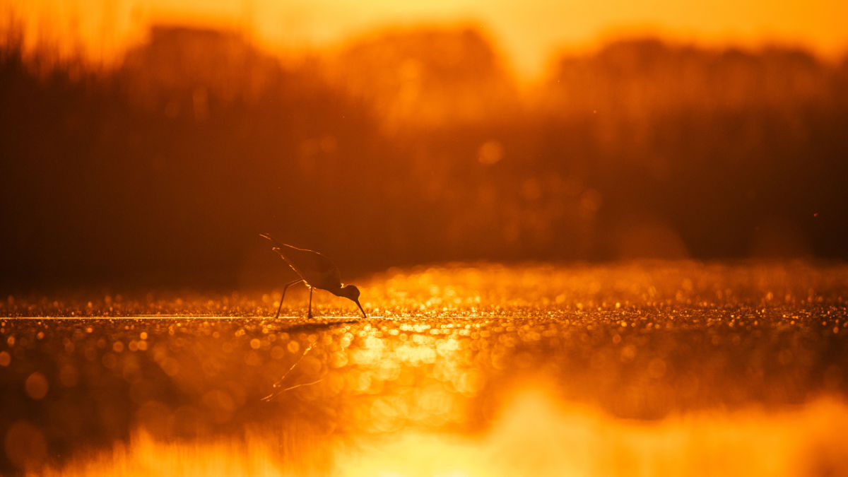 Szakolczai Krisztina