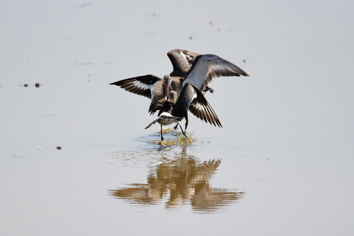 Dr. Rátkainé Kádár Andrea