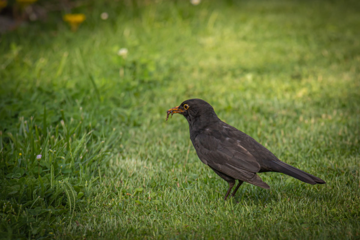 Germán Szilveszter Tibor