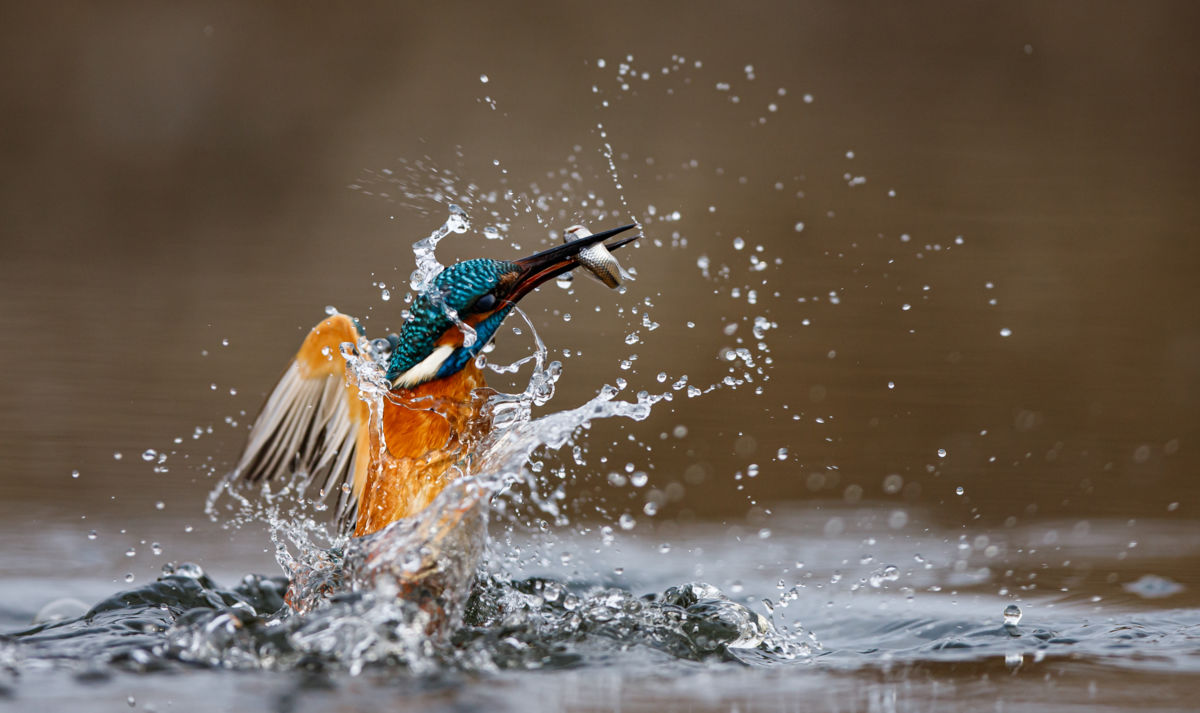 Gyenti-Kálvin Kinga