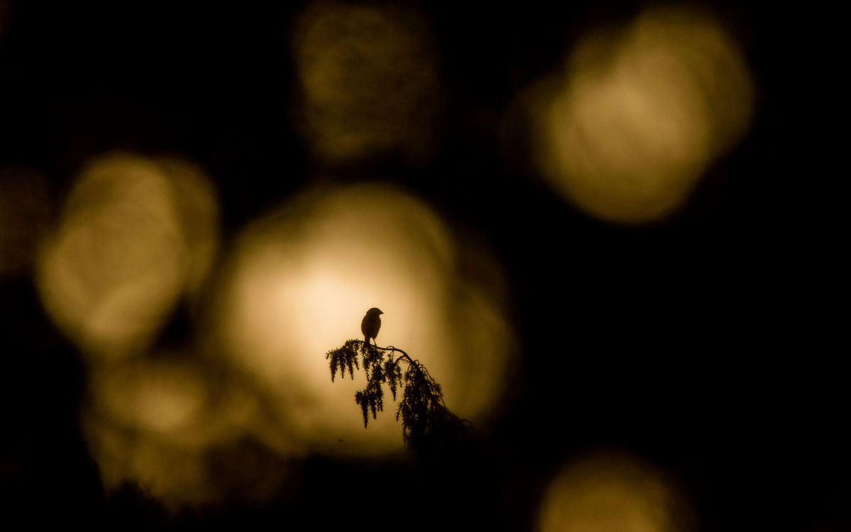 Koncz-Bisztricz Tamás