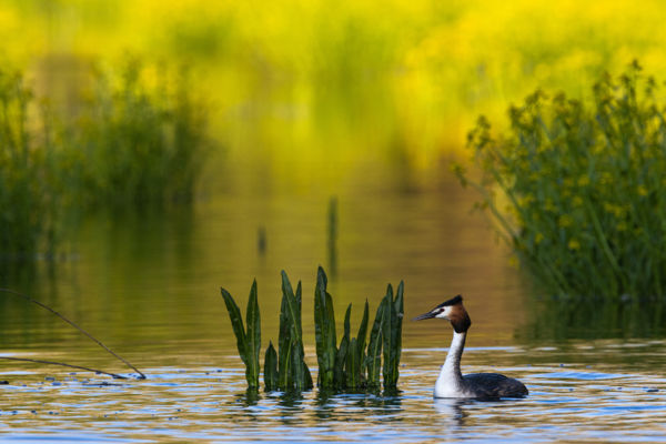 Búbos vöcsök reggele