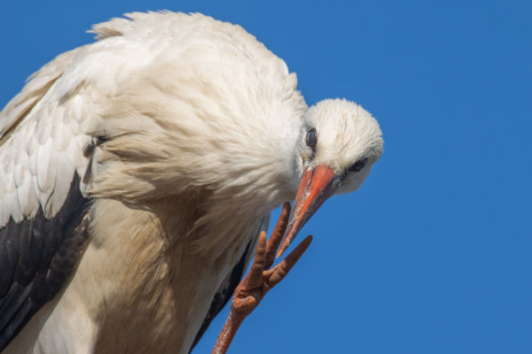 Mutatom: négyen vagyunk...