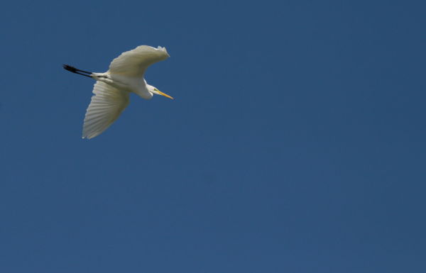 Leszálláshoz készülve