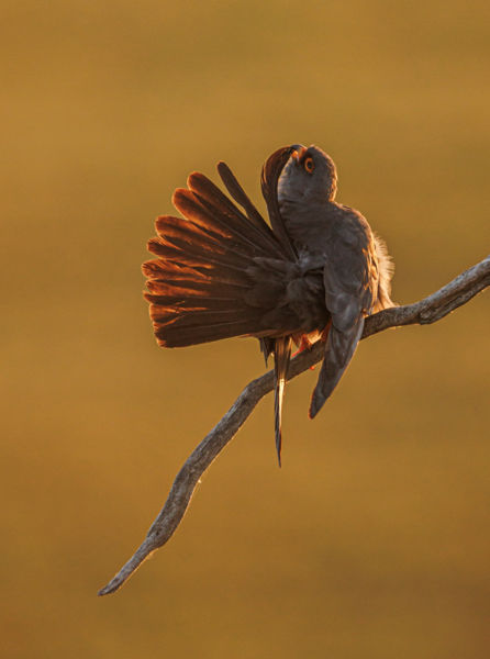 Reggeli tollászkodás