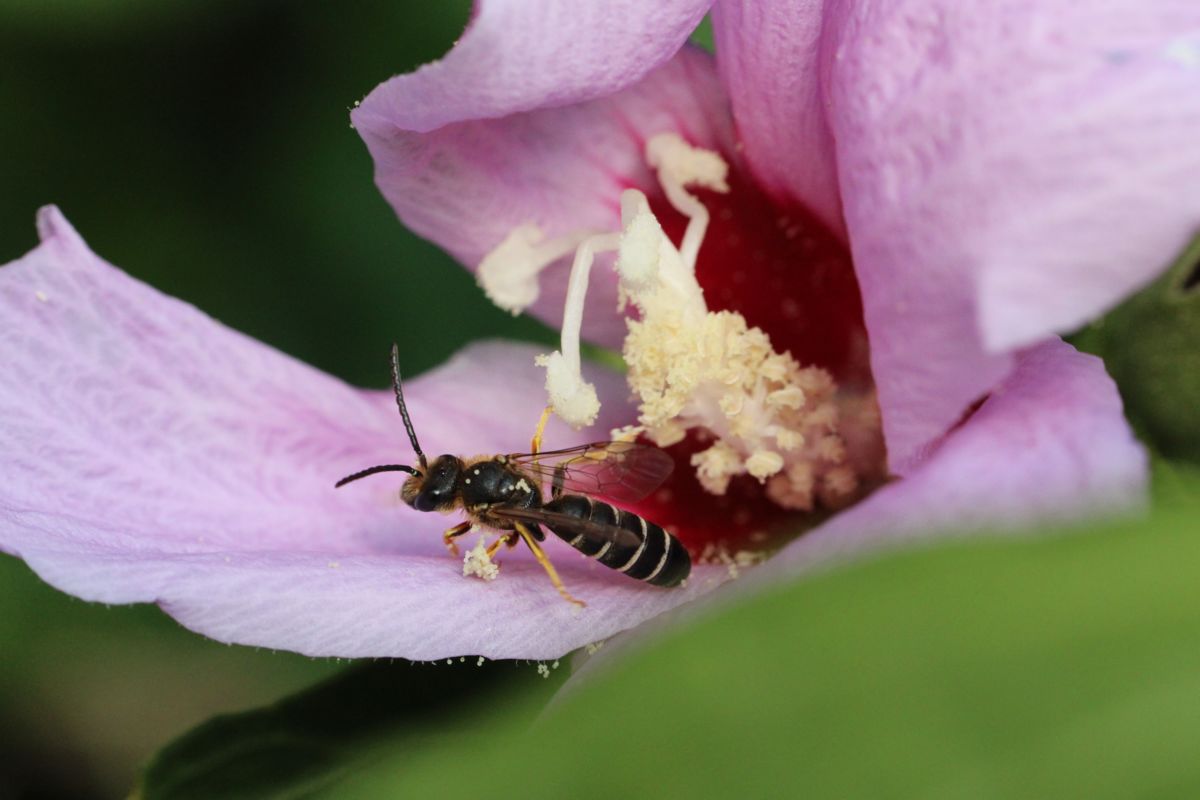 Seres Ádám Zoltán
