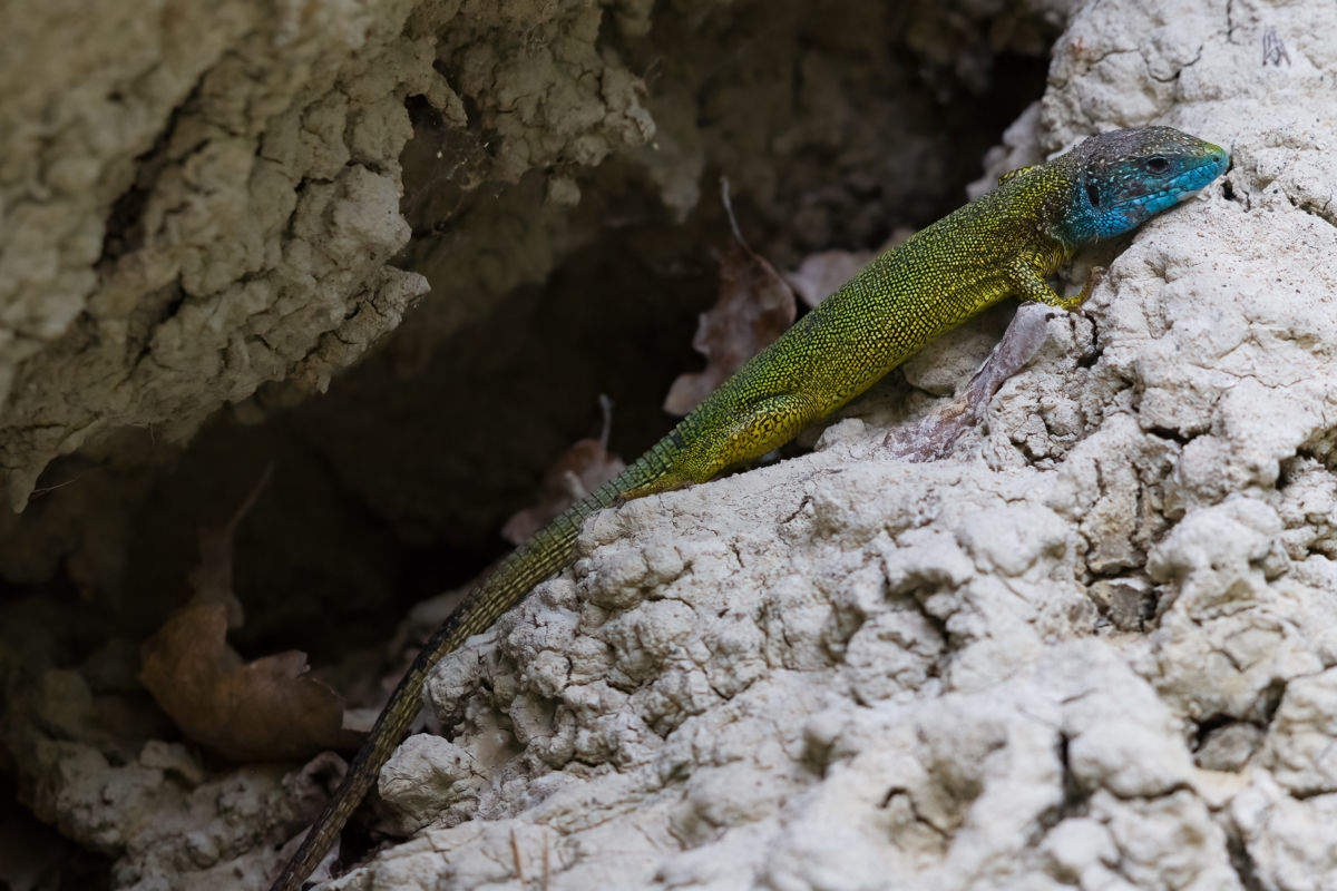 Germán Szilveszter Tibor