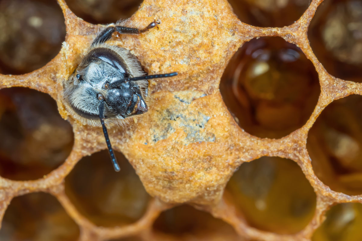 Gaál Zoltán Péter