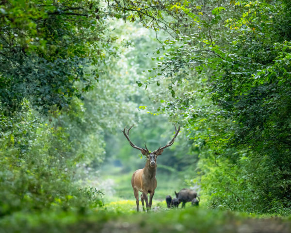 Ha Az Erdő Mesélni Tudna...