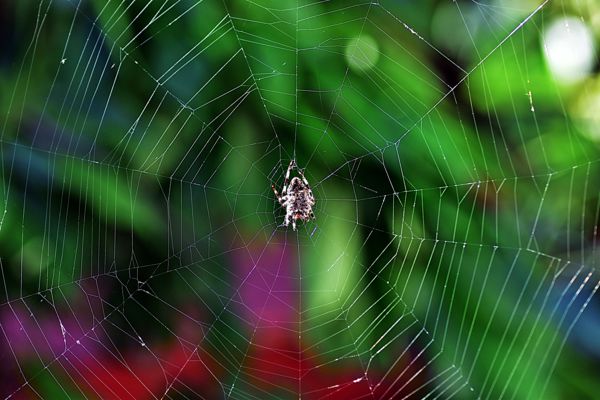 Szivárványos vadászháló