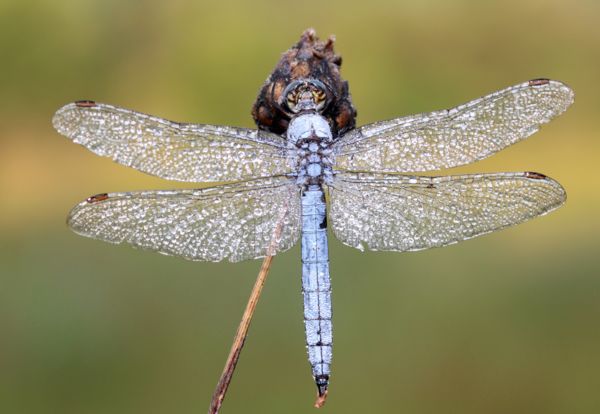 Szeptemberi szitakötő