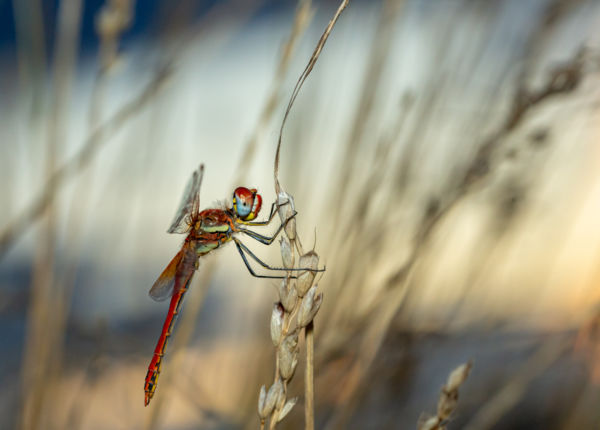 Holnap megyek tovább